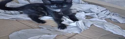 Mixed Breed cats for sale: Gorgeous Tortoiseshell and ghost tabbies 😻 - Advert 5
