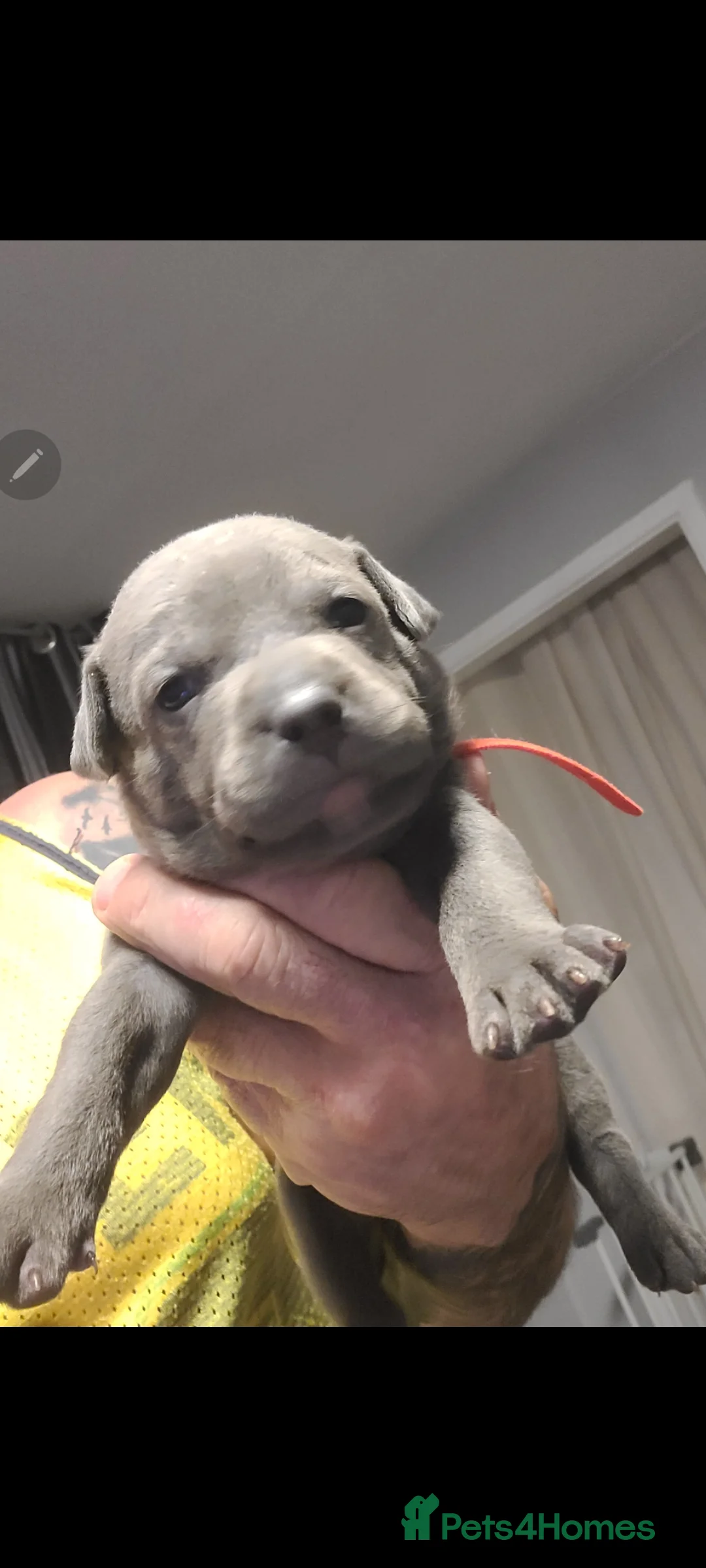 Staffordshire Bull Terrier dogs for sale: Blue staffy - Advert 2
