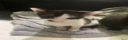 Mixed Breed cats for sale: Kittens - Advert 5