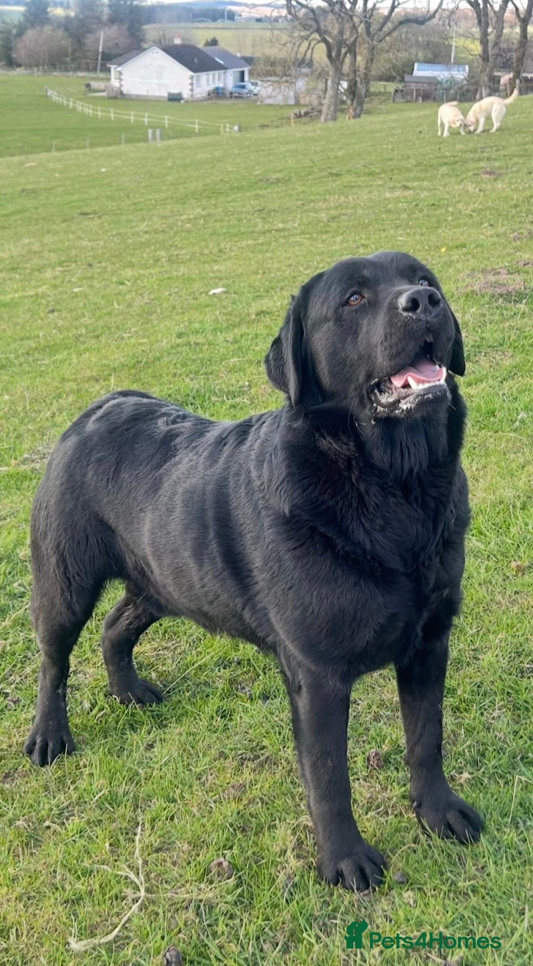 Labrador Retriever dogs for sale: KC Labrador Black Bitch  - Advert 3