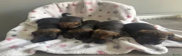 Border Terrier dogs for sale: Top class boarder terrier puppies  - Advert 5