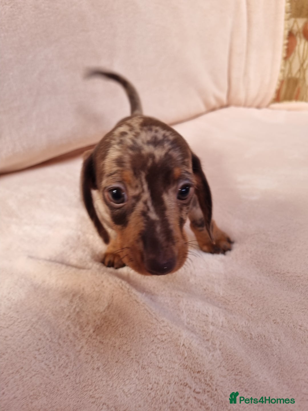 Miniature Dachshund dogs for sale: Miniature dachshund  - Image 8