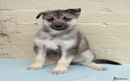Siberian Husky dogs for sale: Kc Registered Agouti Male Puppy - Image 11