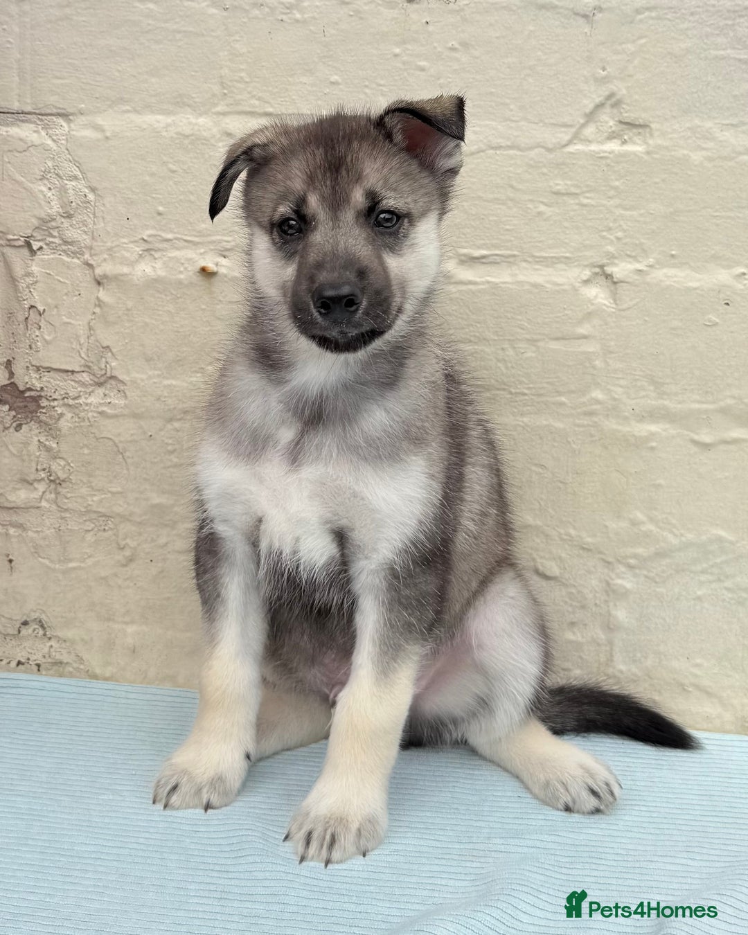 Siberian Husky dogs for sale: Kc Registered Agouti Male Puppy - Image 11