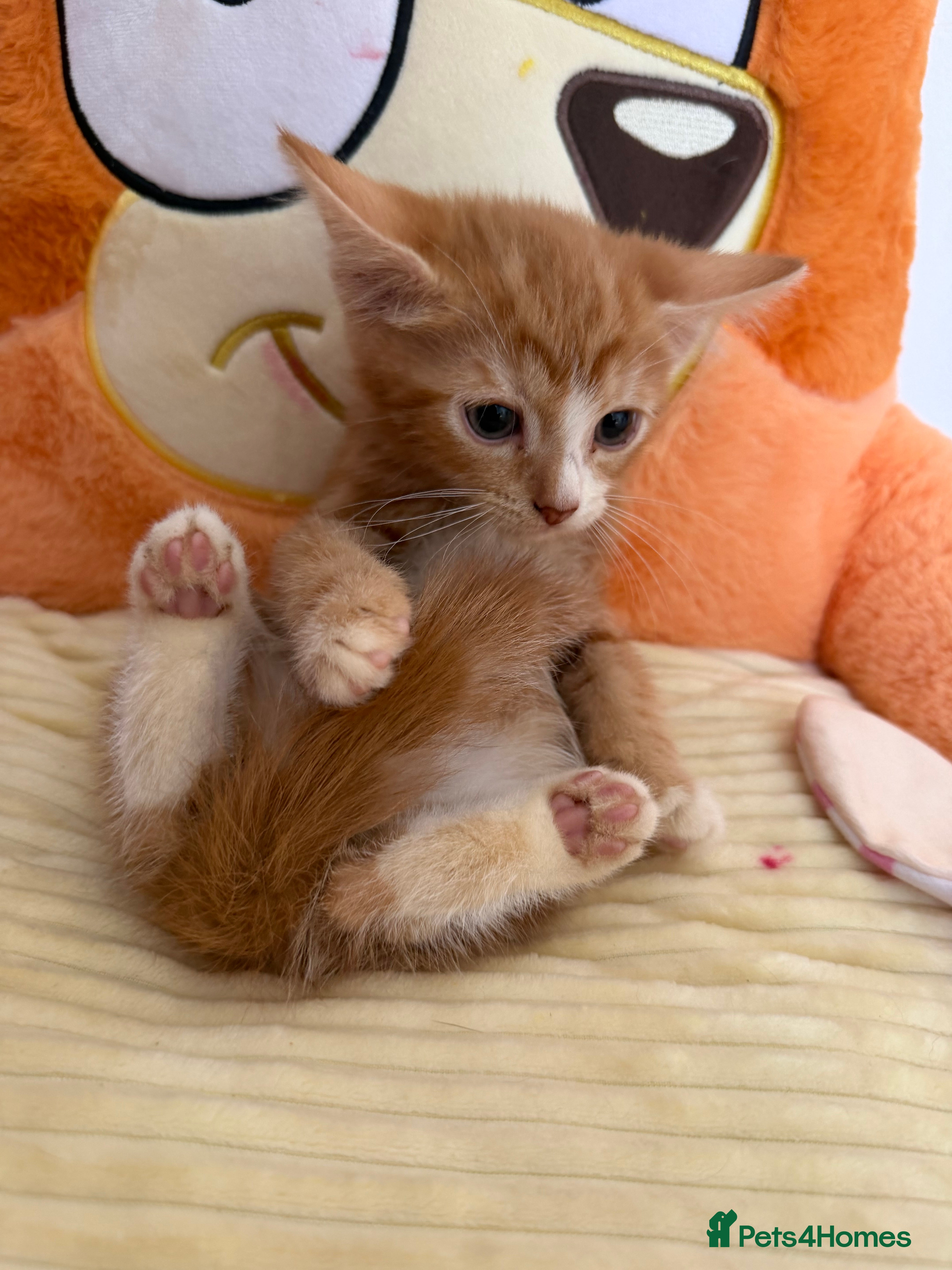 Domestic Shorthair cats Adorable Kittens Looking for Loving Homes - Advert 23