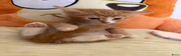 Domestic Shorthair cats for sale: Adorable Kittens Looking for Loving Homes in Willenhall - Advert 10