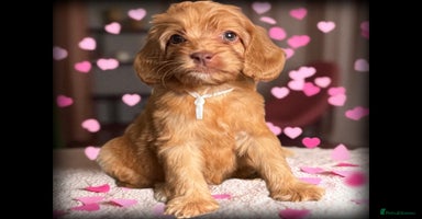 Cockapoo dogs - Advert 10