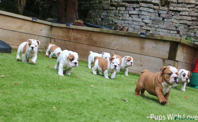 English Bulldog dogs - Advert 3
