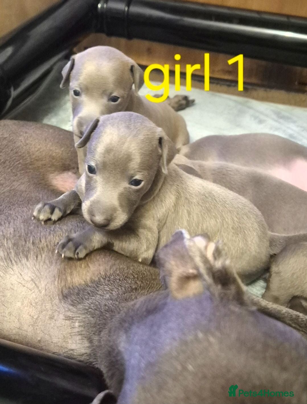 Italian Greyhound dogs Kc registered italian-greyhounds  - Advert 3