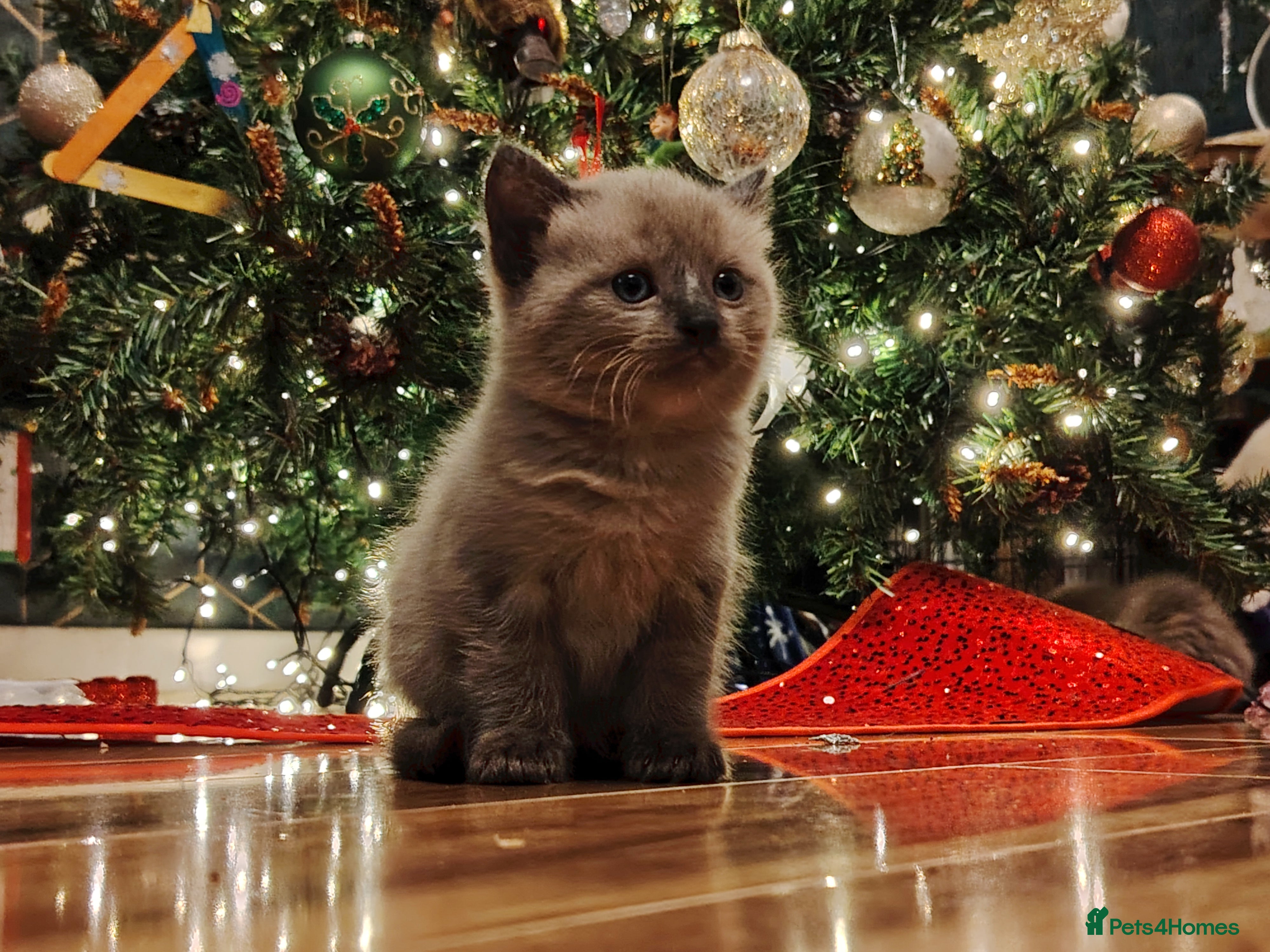 Ragdoll cats Gorgeous Tonkdoll kittens - Advert 6