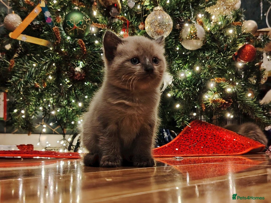 Ragdoll cats for sale: Gorgeous Tonkdoll kittens - Advert 1