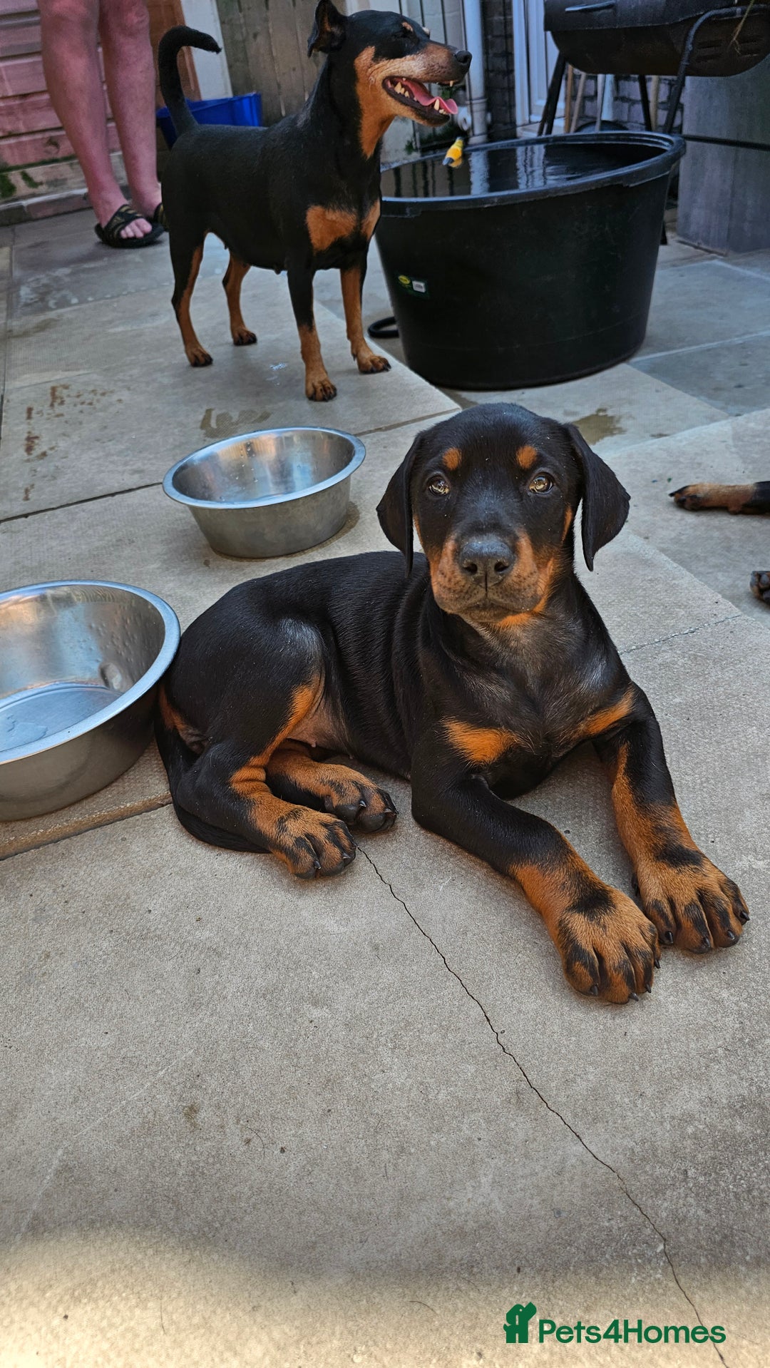 Dobermann dogs for sale: Top quality Dobermann puppies - Image 15