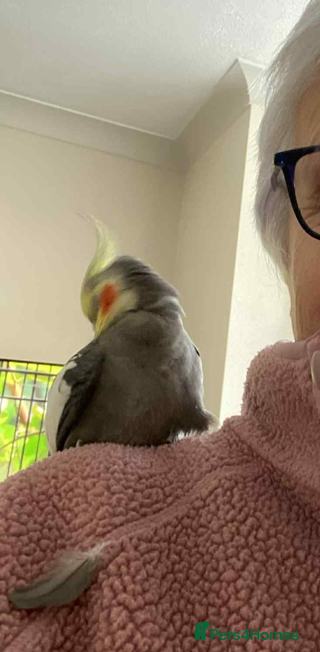 Cockatiels birds for sale: Cockatiel male  - Advert 3