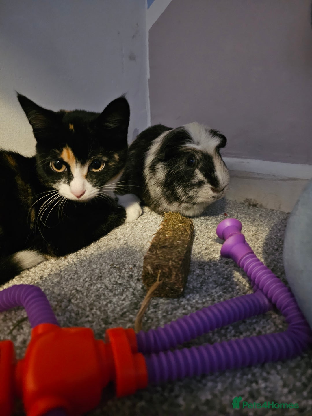 Mixed Breed cats for sale: Female 8 month old Kitten for sale  - Advert 2