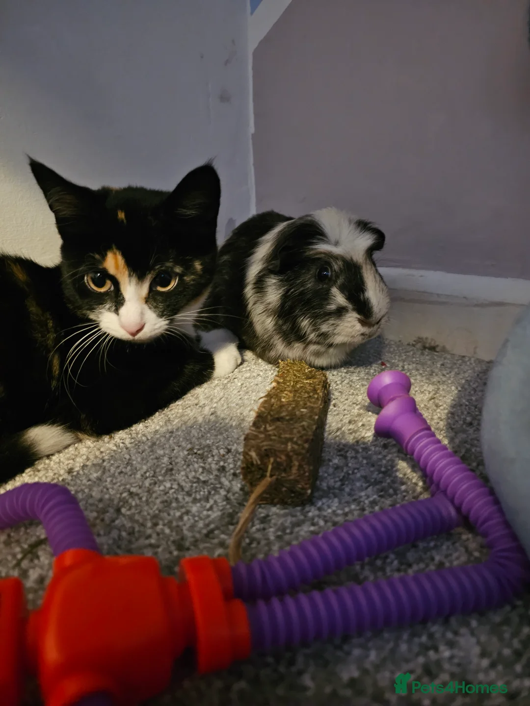 Mixed Breed cats for sale: Female 8 month old Kitten for sale  - Advert 2