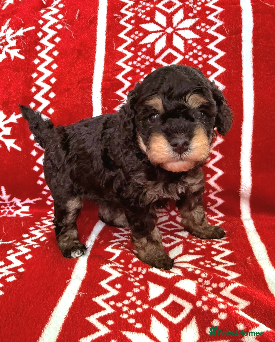 Toy Poodle dogs for sale: Beautiful Phantom Toy Poodle's!🧸😍 KC registered - Advert 4