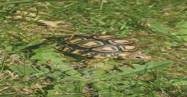 Tortoise reptiles - Advert 9