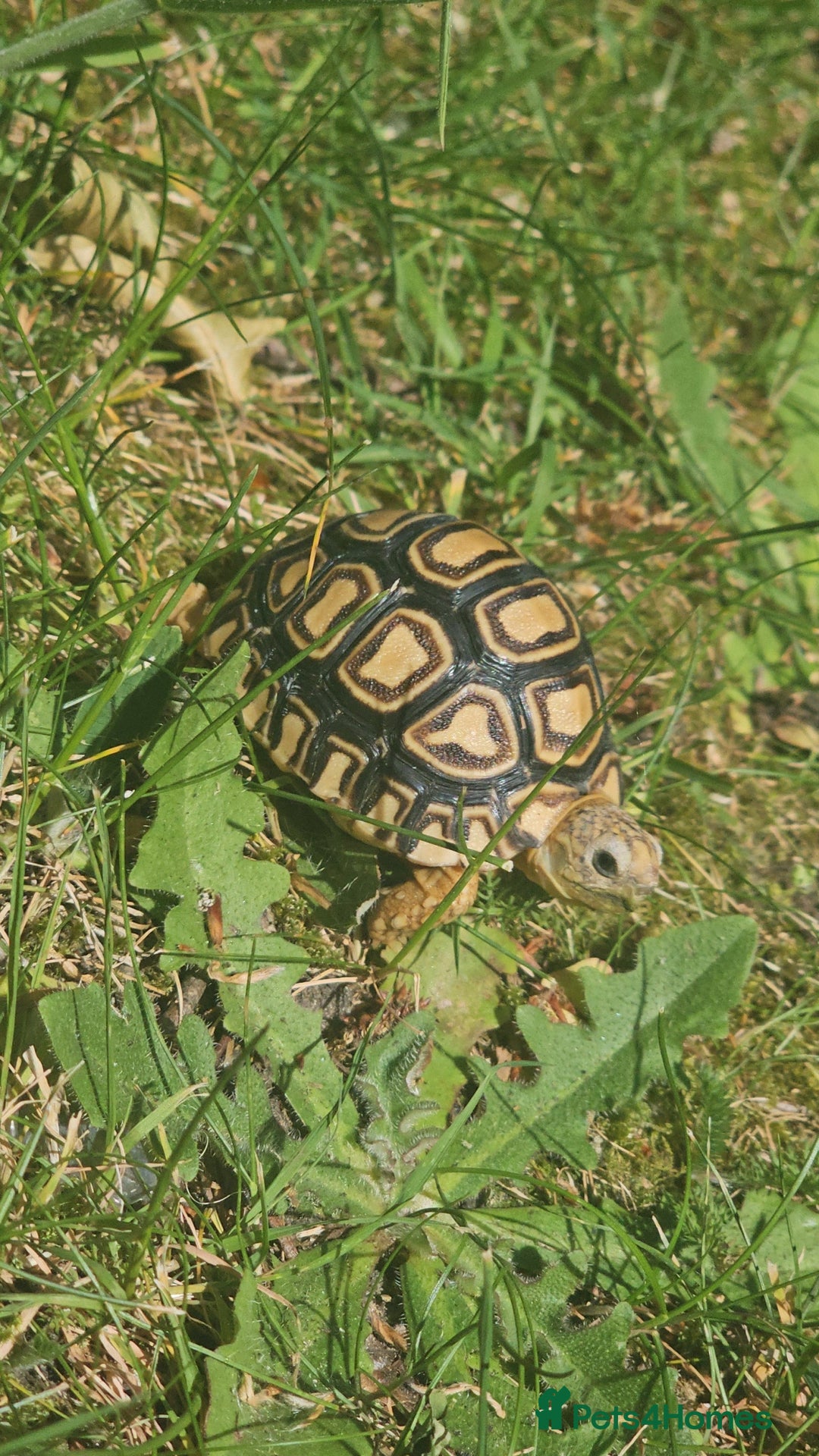 Tortoise reptiles for sale: Baby leopard tortoise - Image 2