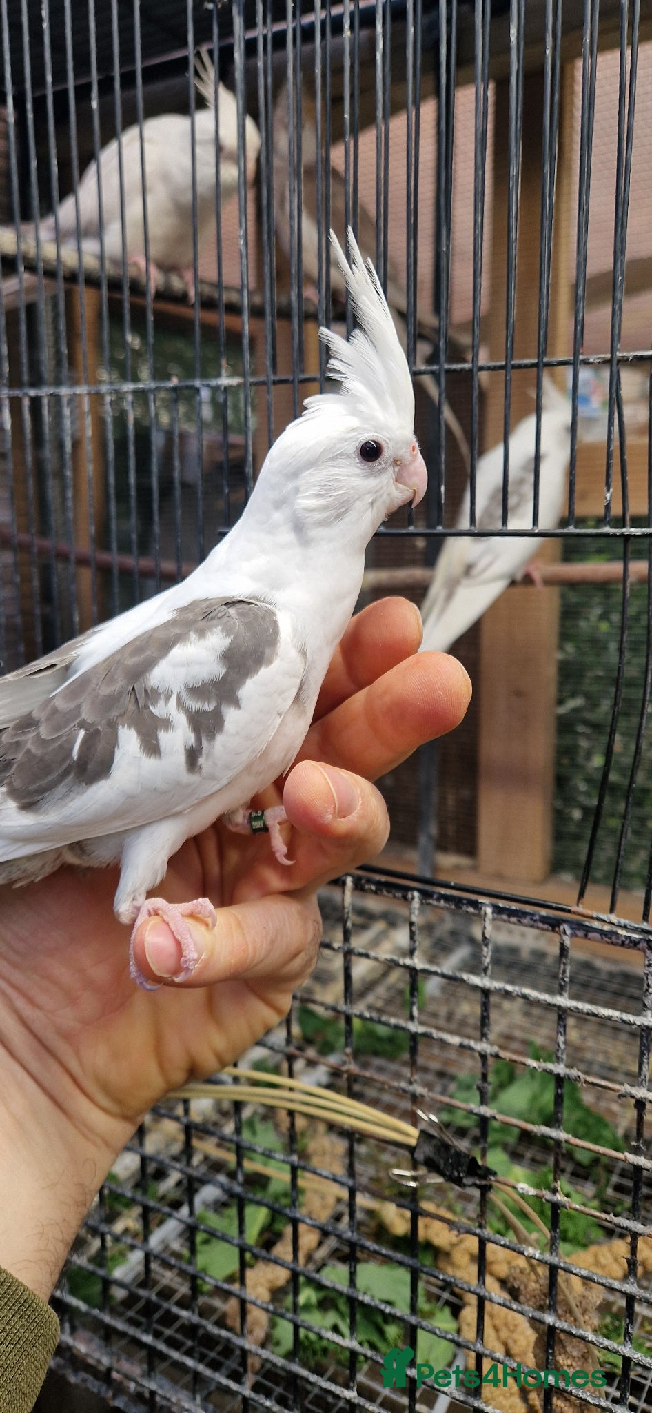 Cockatiels birds Hand rared cockatiels  - Advert 1