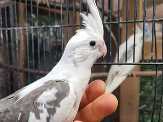 Cockatiels birds Hand rared cockatiels - Advert 1