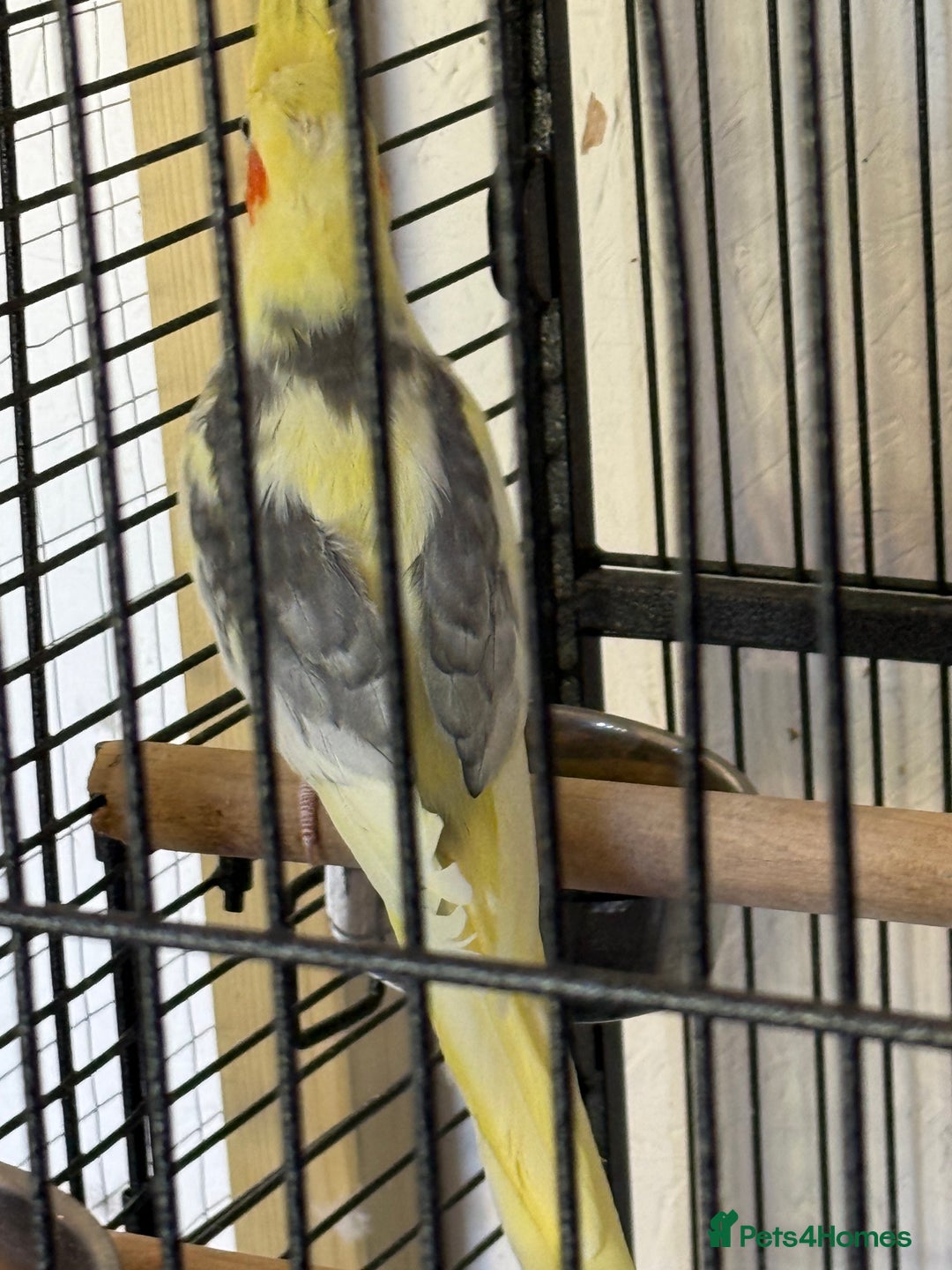 Cockatiels birds for sale: Boy cockatiel  - Image 6