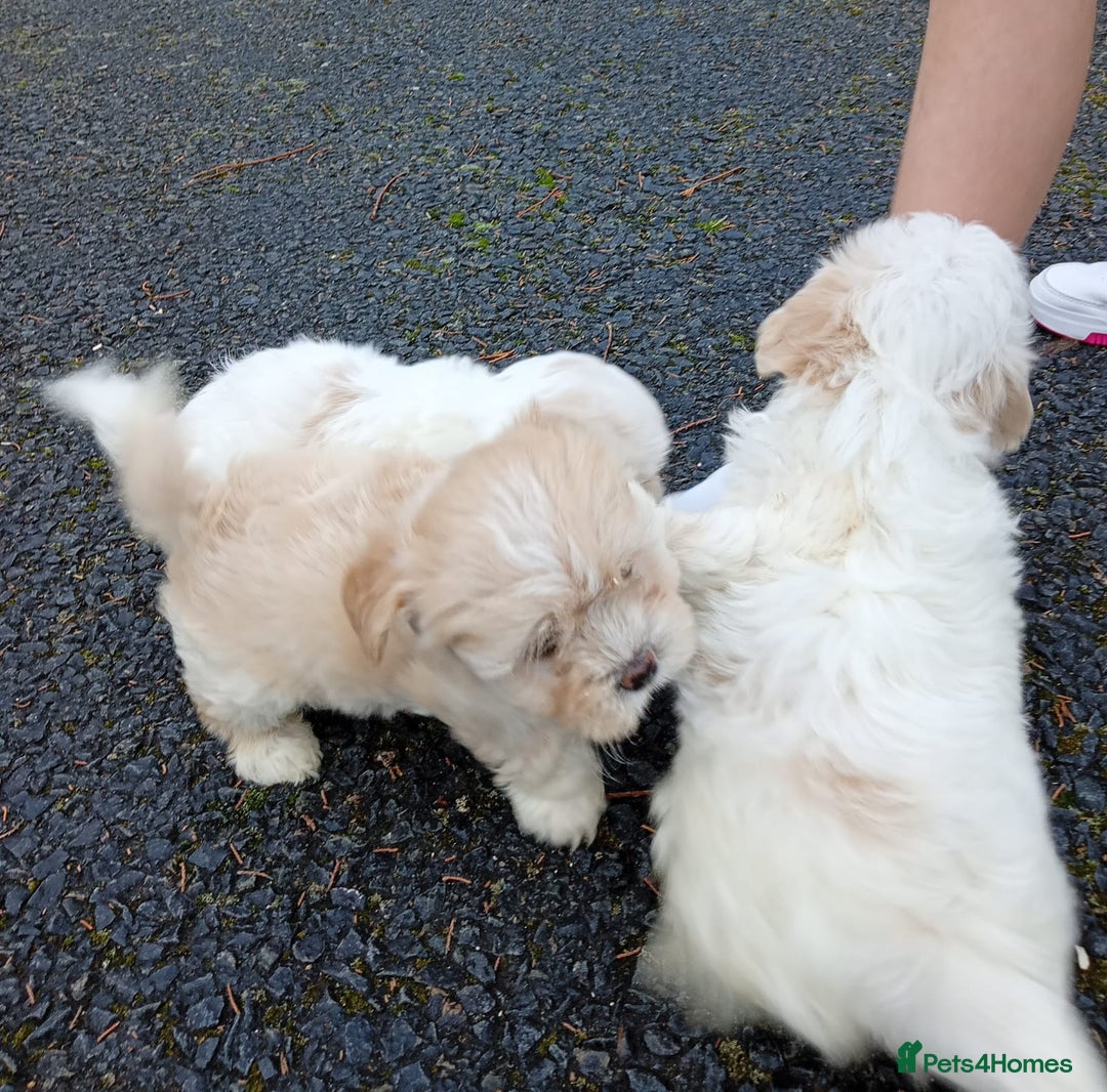 Maltipoo dogs for sale: Maltipoo puppies  - Advert 4