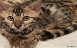 Bengal cats for sale: Bengal kittens last girl available  - Advert 20