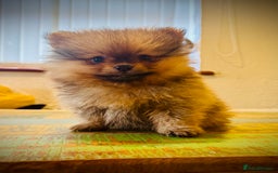 Pomeranian dogs for sale: 2x Gorgeous Pomeranians Boys   - Image 2