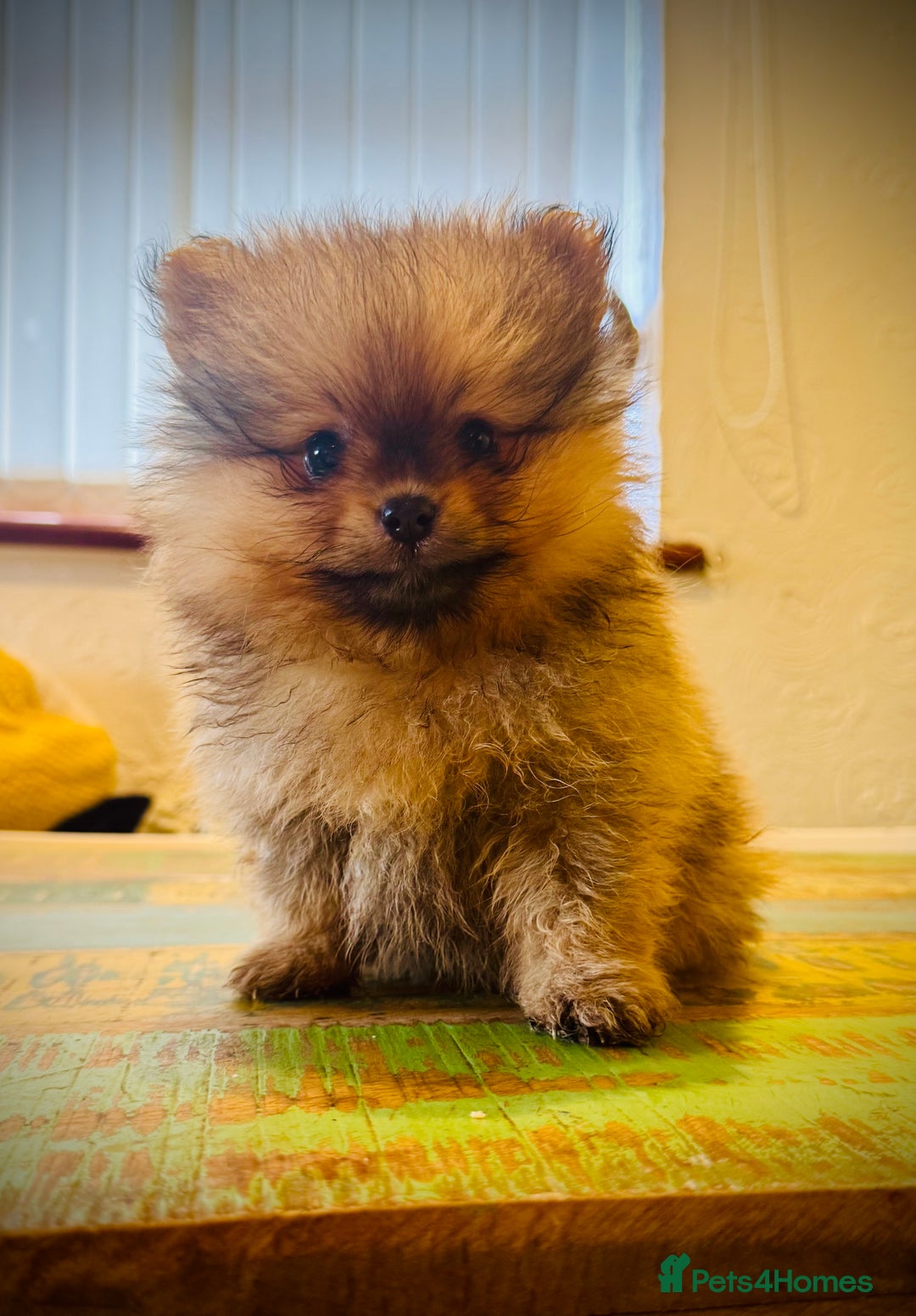 Pomeranian dogs for sale: 2x Gorgeous Pomeranians Boys   - Image 2