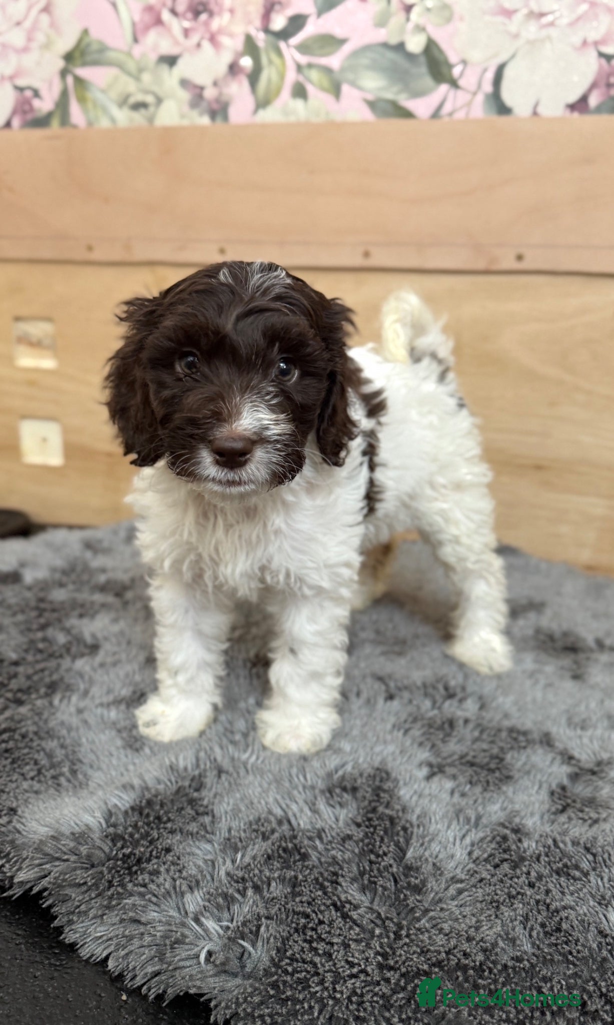 Sproodle dogs 3 Beautiful Sproodle Puppies - Ready End of May - Advert 8