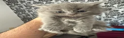 British Shorthair cats for sale: 🐾 British Shorthair × Ragdoll Kittens 🐾 - Advert 4