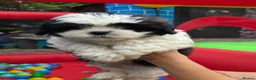 Shih Tzu dogs for sale: Beautiful shitzu for sale - Advert 4
