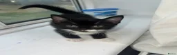 Mixed Breed cats for sale: Adorable Kittens Looking for Loving Homes in London - Advert 18