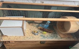 Hamster rodents for sale: Siberian hamster with homemade house - Advert 3