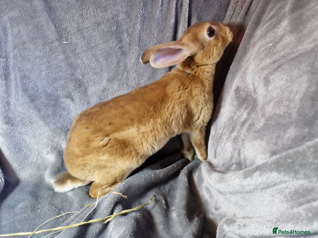 Rex rabbits for sale: Purebred Red Agouti Mini Rex Babies- 1 boy 1 girl  - Image 10