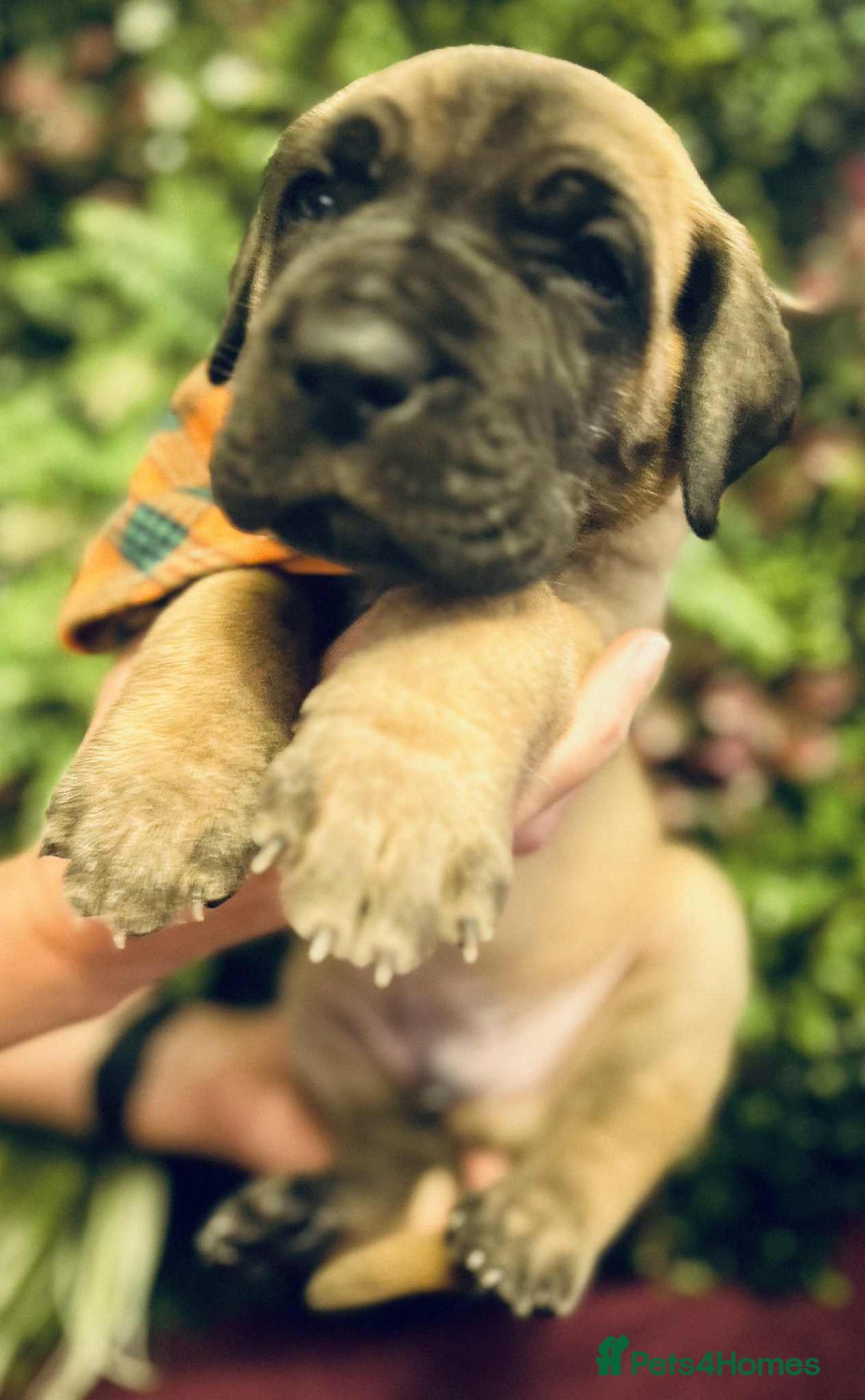 Great Dane dogs for sale: Fawn black mask - Image 12