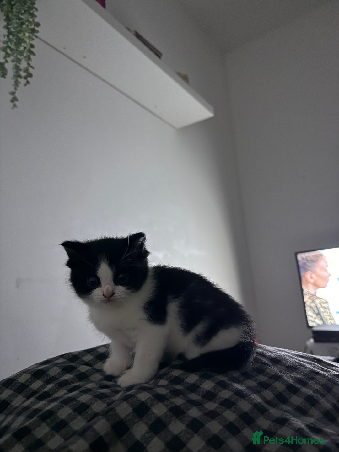 Mixed Breed cats for sale: 2 kittens for sale, 1 Female 1 Male - Advert 3