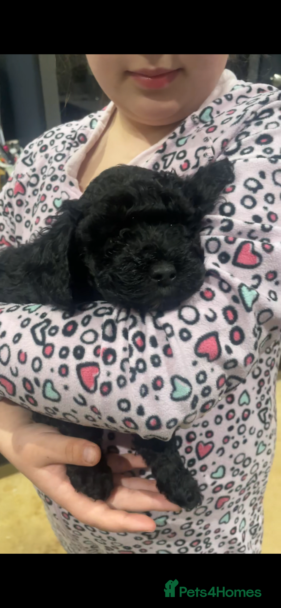 Labradoodle dogs  Sweet Miniature Labradoodle puppies for sale  - Advert 2