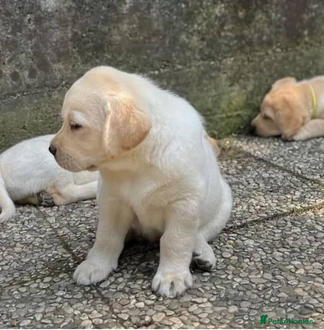 Labrador Retriever dogs for sale: !Family-Raised Black Labrador Puppies! - Image 3