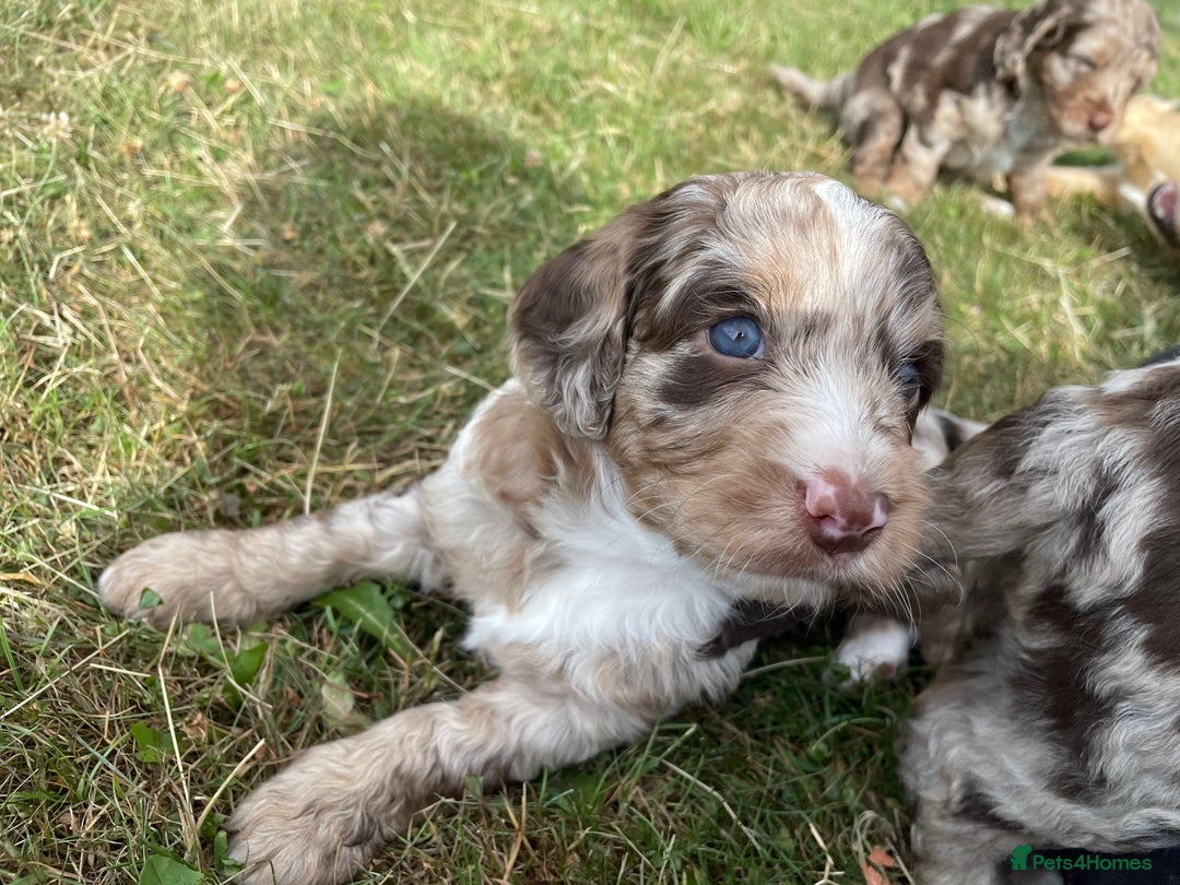 Sproodle dogs for sale: Sproodle Puppy 3 - 💥 Rare Gorgeous Chocolate Merle Sproodles 🐶 - Image 23