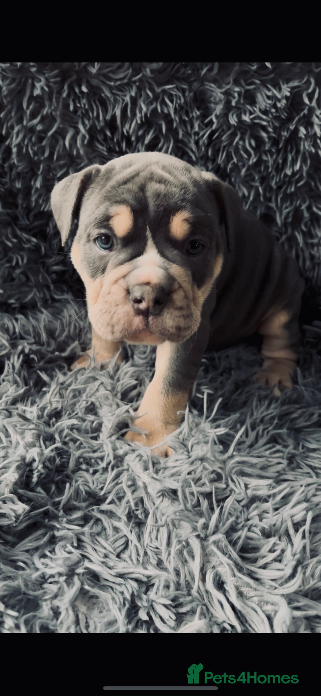 Olde English Bulldogge dogs for sale: Olde English Bulldogge Puppies - Image 6