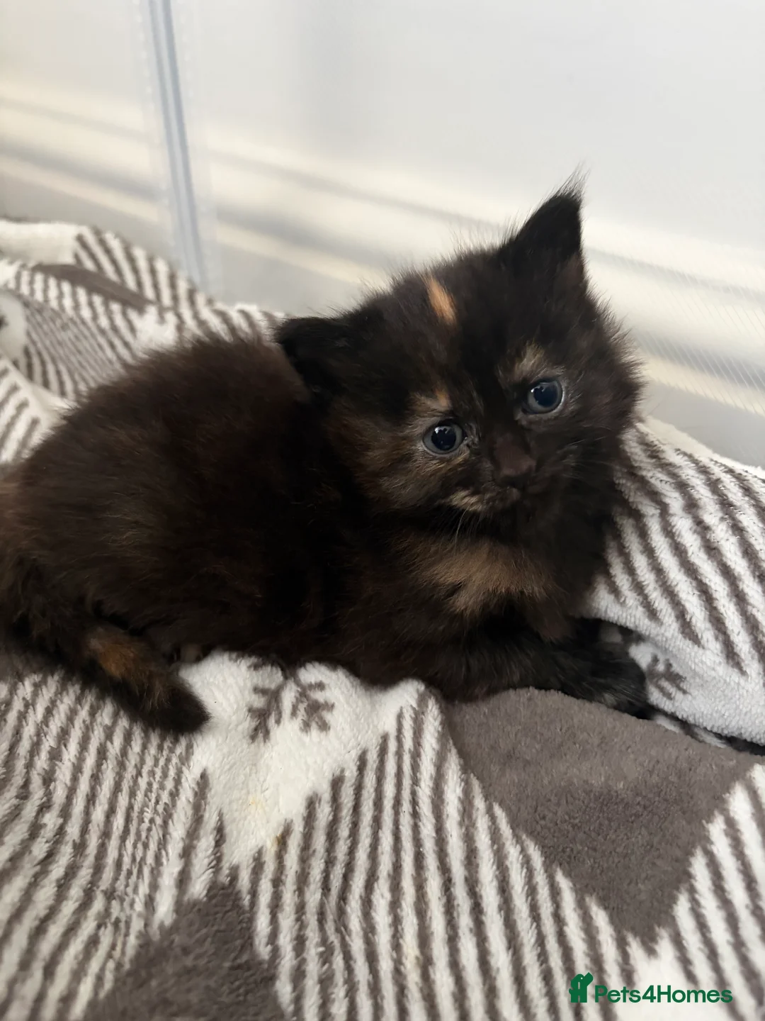 Mixed Breed cats for sale: Mixed main coon 7 weeks  - Advert 7
