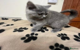 British Shorthair cats for sale: 3 BSH female kittens remaining-  ready now.  - Image 4