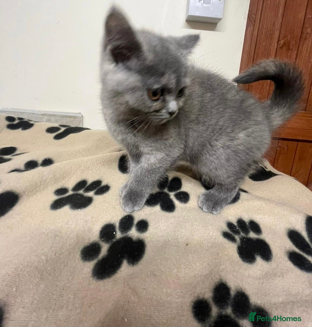 British Shorthair cats for sale: 3 BSH female kittens remaining-  ready now.  - Image 4