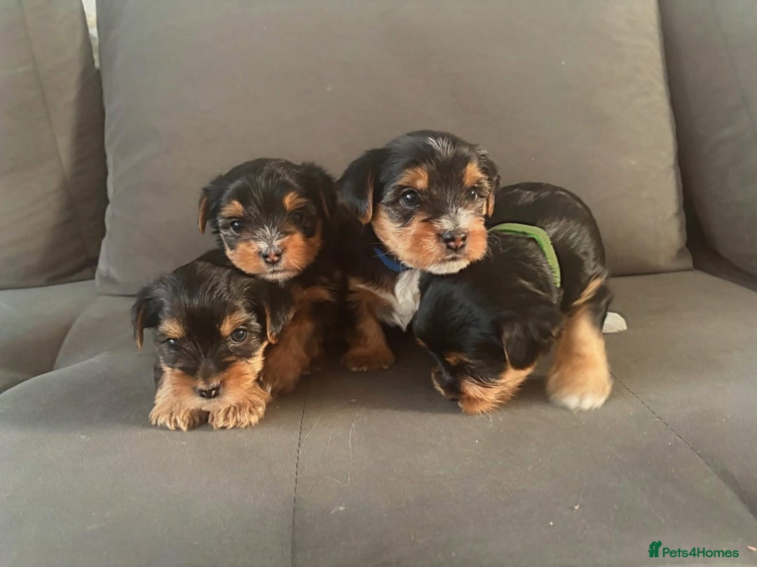 Yorkshire Terrier dogs for sale: Yorkshire Terrier Puppies For Sale - Advert 6