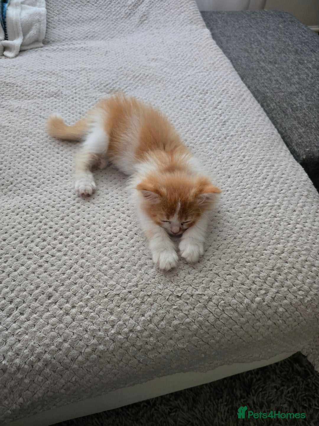 Scottish Fold cats for sale: Scottish Straight purebred kittens  - Image 24