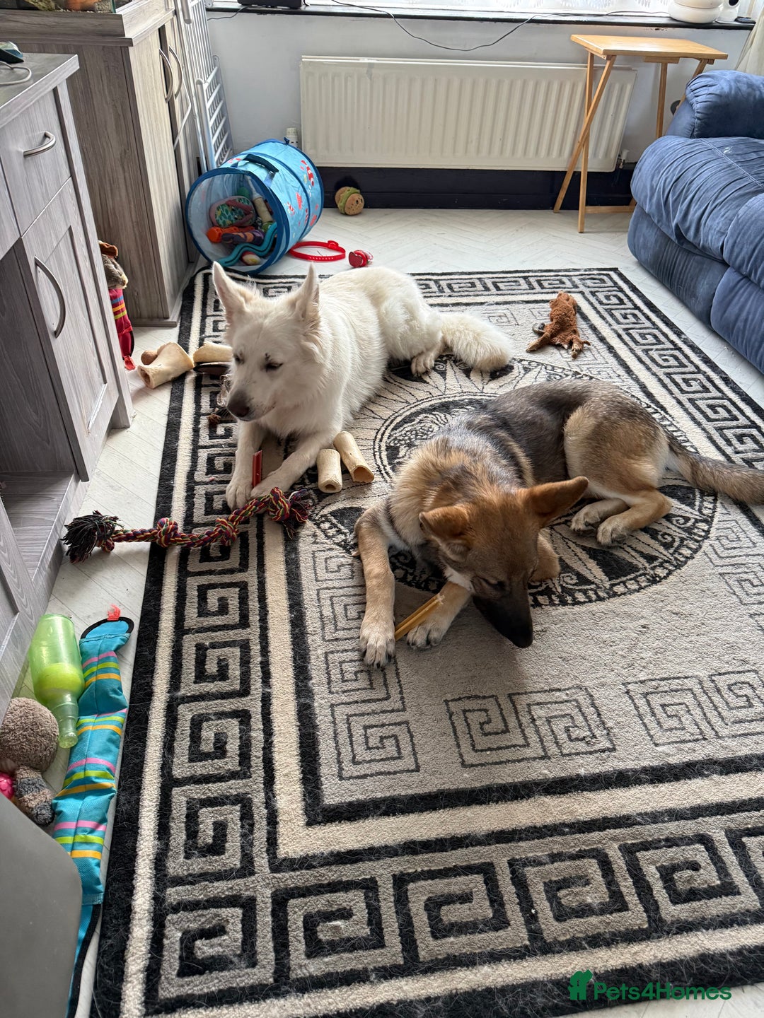 German Shepherd dogs for sale: Storm 7 month old German Shepherd Male - Advert 2