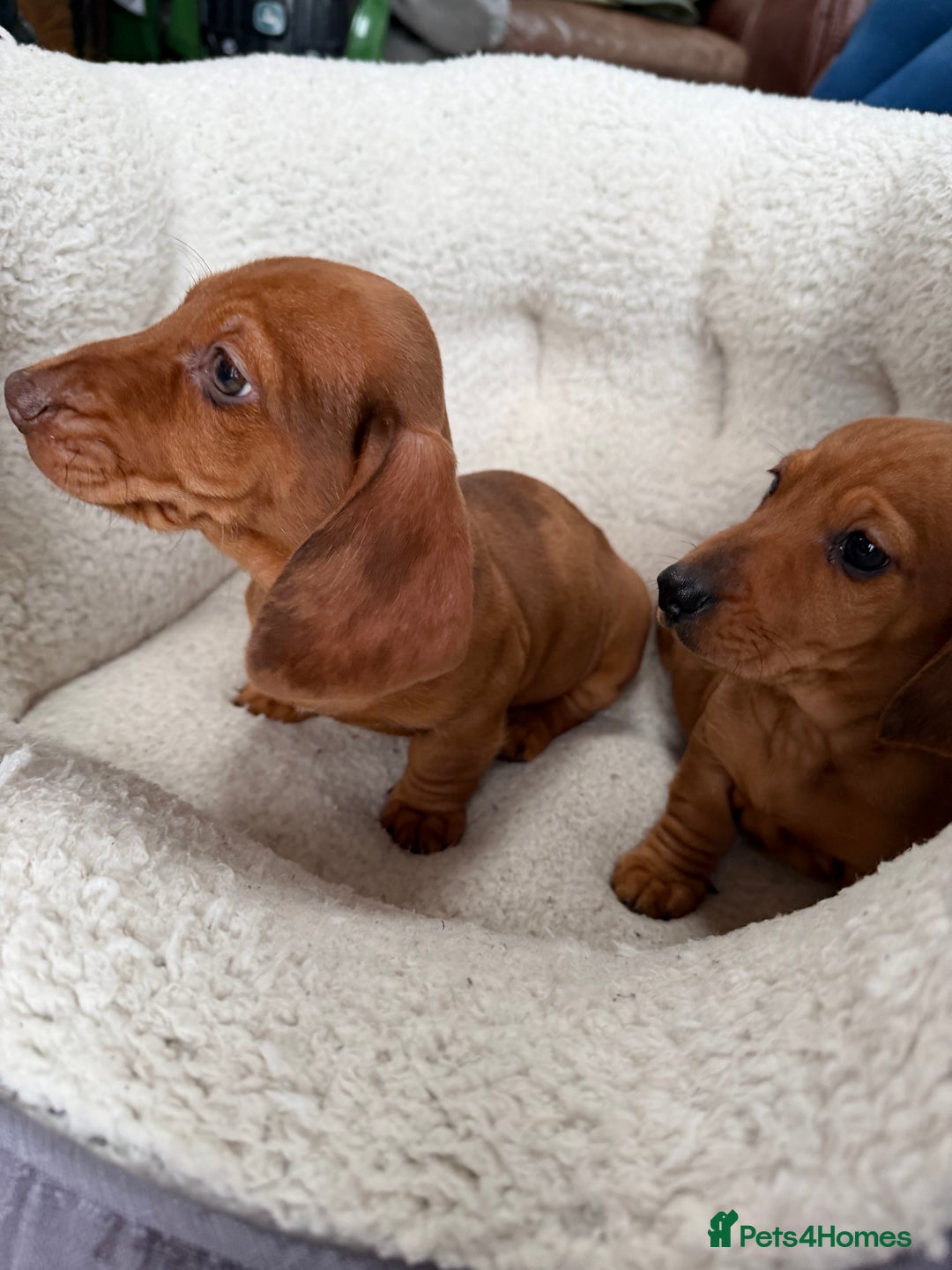 Dachshund dogs for sale: Dachshund puppies 🐾 - Advert 7