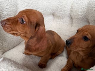 Dachshund dogs Dachshund puppies 🐾 - Advert 3
