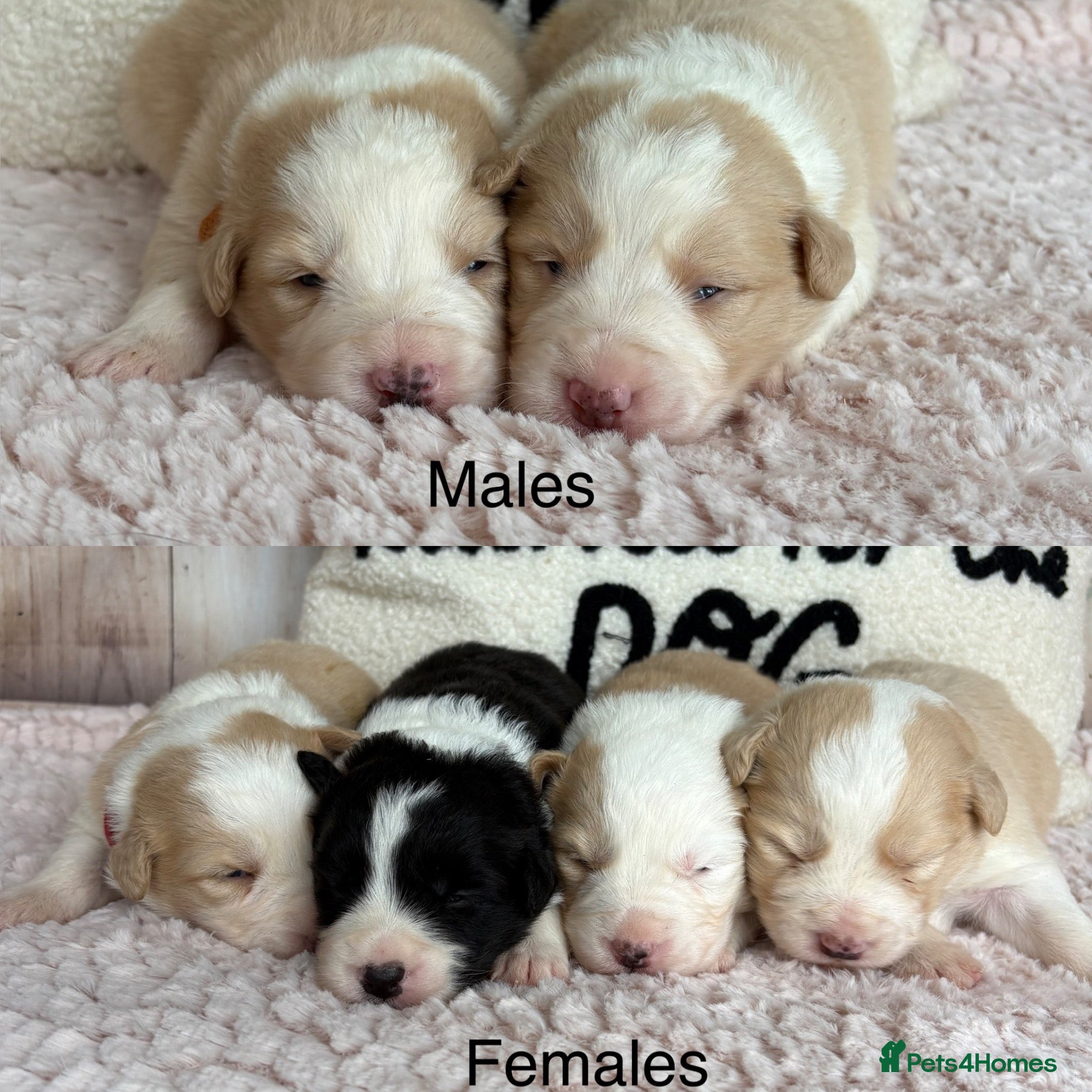 Border Collie dogs Outstanding KC Show Border Collie Puppies - Advert 1